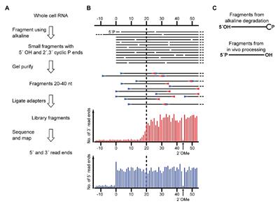 The 23S Ribosomal RNA From Pyrococcus furiosus Is Circularly Permuted